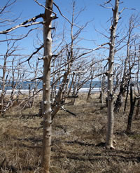 Burnt trees along the shoreline
